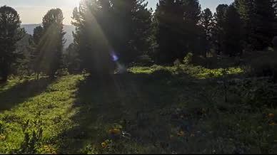 阳光洒下山坡森林风景视频的预览图